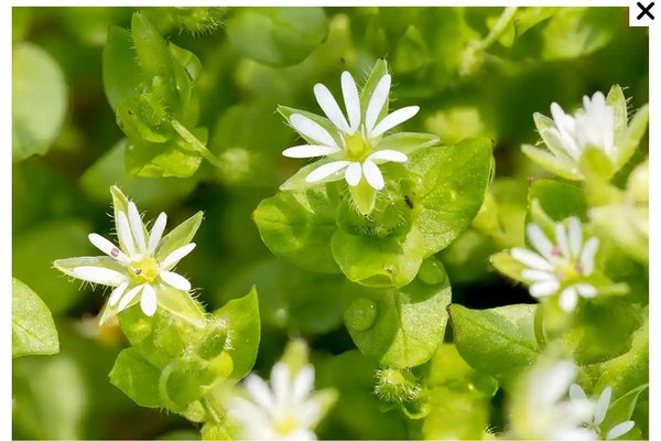 Chickweed