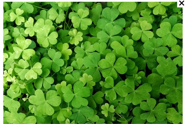 White Clover