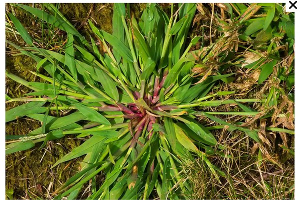 Crabgrass