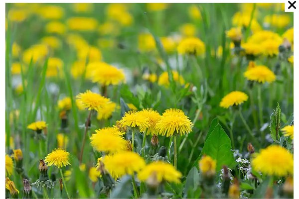Dandelion
