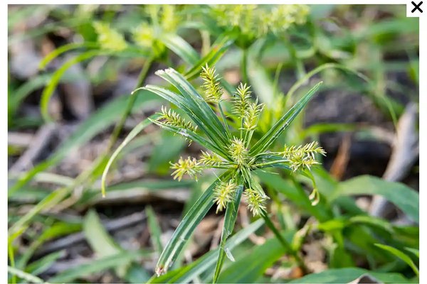 Yellow Nutsedge